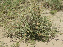 Sphaeralcea bonariensis