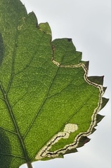 Stigmella lapponica