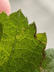 Stigmella lapponica