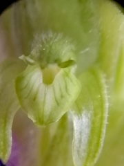 Sarcoglottis rosulata