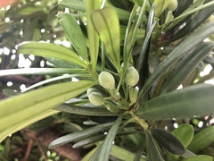 Podocarpus costalis