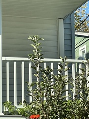 Osmanthus heterophyllus