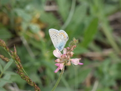 Plebejus argus