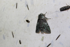 Macrurocampa marthesia