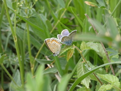 Plebejus argus