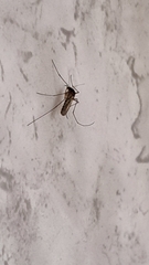 Culicinae