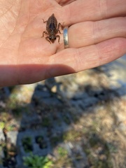 Gomphidae