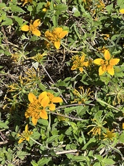 Sclerocarpus uniserialis