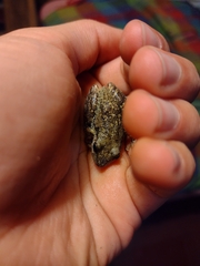Scinax nasicus