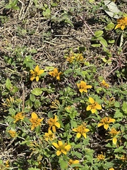 Sclerocarpus uniserialis