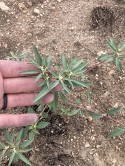 Euphorbia exstipulata