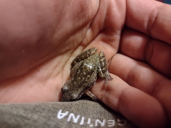 Scinax nasicus
