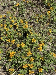 Sclerocarpus uniserialis