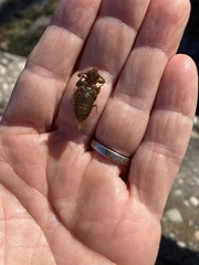 Gomphidae