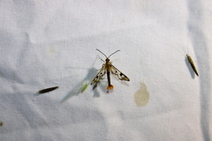 Synanthedon acerni