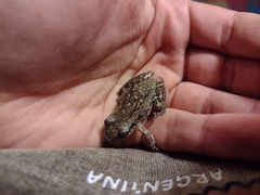 Scinax nasicus