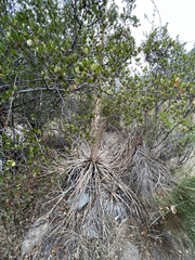 Hesperoyucca whipplei
