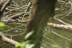 Crocodylus moreletii