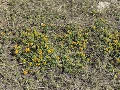 Sclerocarpus uniserialis