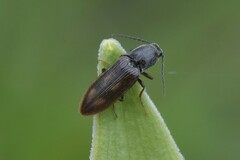 Liotrichus umbripennis