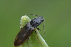 Liotrichus umbripennis