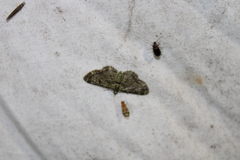 Pasiphila rectangulata