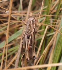 Stenobothrus lineatus