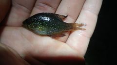 Enneacanthus gloriosus