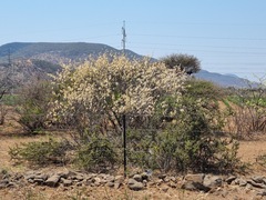 Albizia anthelmintica