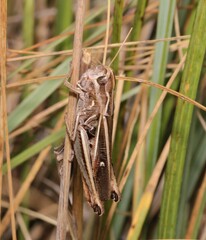 Stenobothrus lineatus