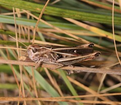 Stenobothrus lineatus