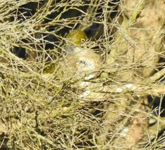 Zosterops lateralis lateralis