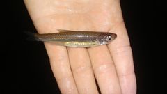 Notropis amoenus