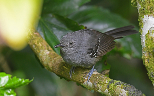 Parker's Antbird (Cercomacroides parkeri), photo 4