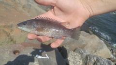 Tautogolabrus adspersus