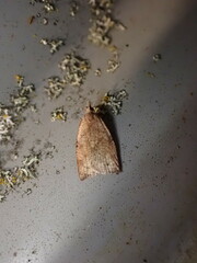 Epiphyas postvittana