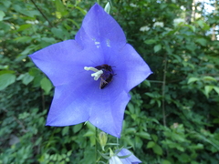 Chelostoma rapunculi