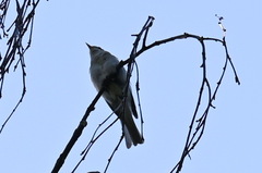 Phylloscopus
