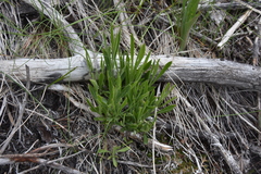 Silene douglasii douglasii