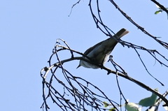 Phylloscopus