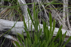 Silene douglasii douglasii
