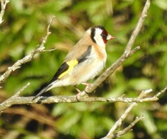 Carduelis carduelis britannica