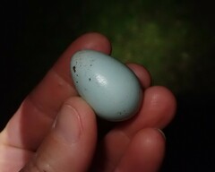 Turdus philomelos clarkei