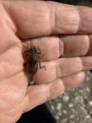 Gomphidae