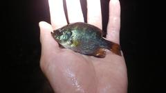 Centrarchus macropterus