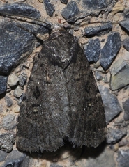 Caradrina germainii