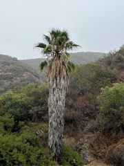 Washingtonia