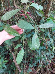 Psychotria carthagenensis