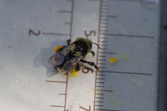 Bombus vancouverensis nearcticus image