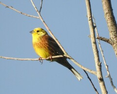 Emberiza citrinella caliginosa